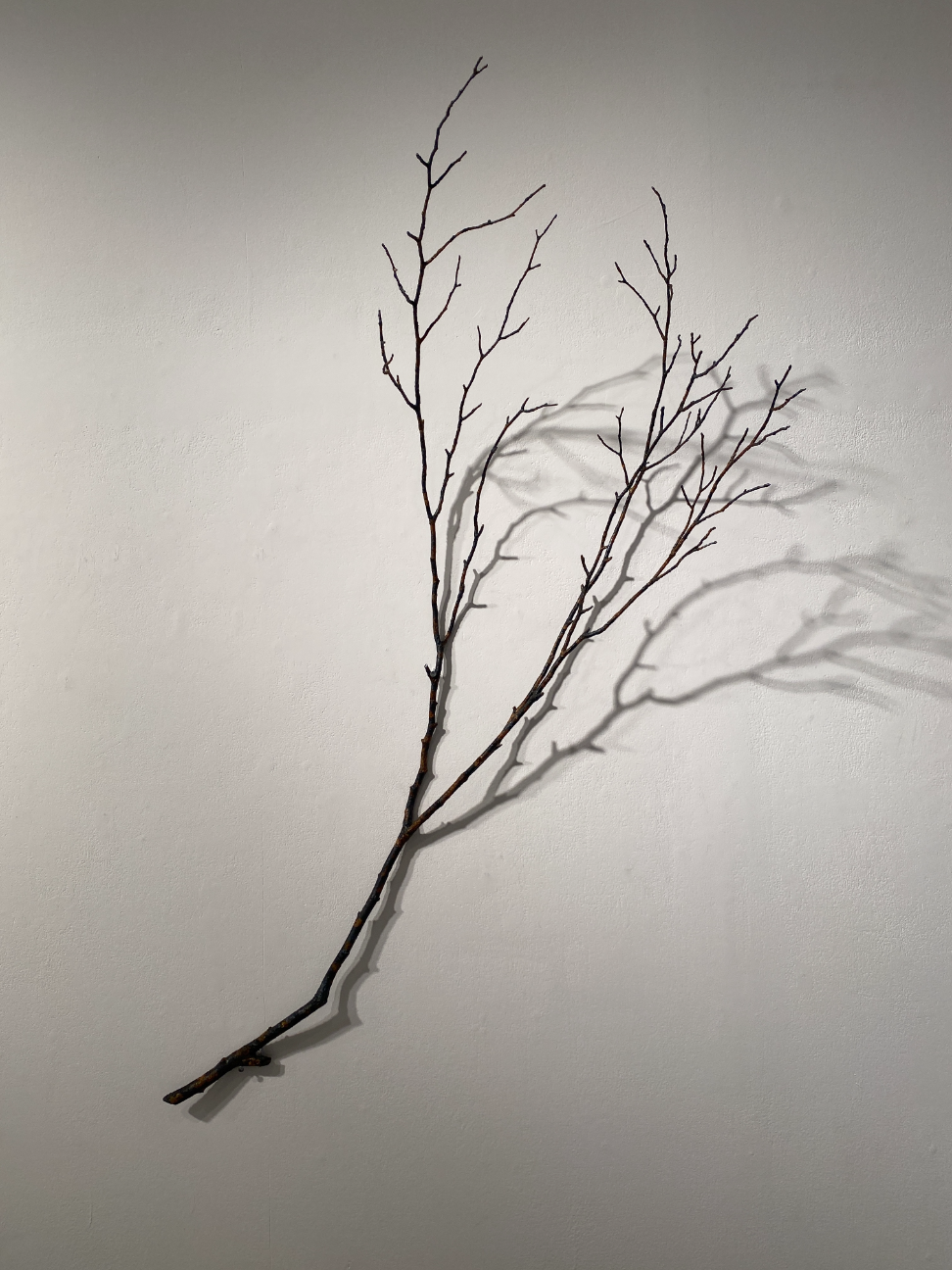 fallen leaves -corrosion- / F.crenata (ブナ) by 長坂絵夢 | Art