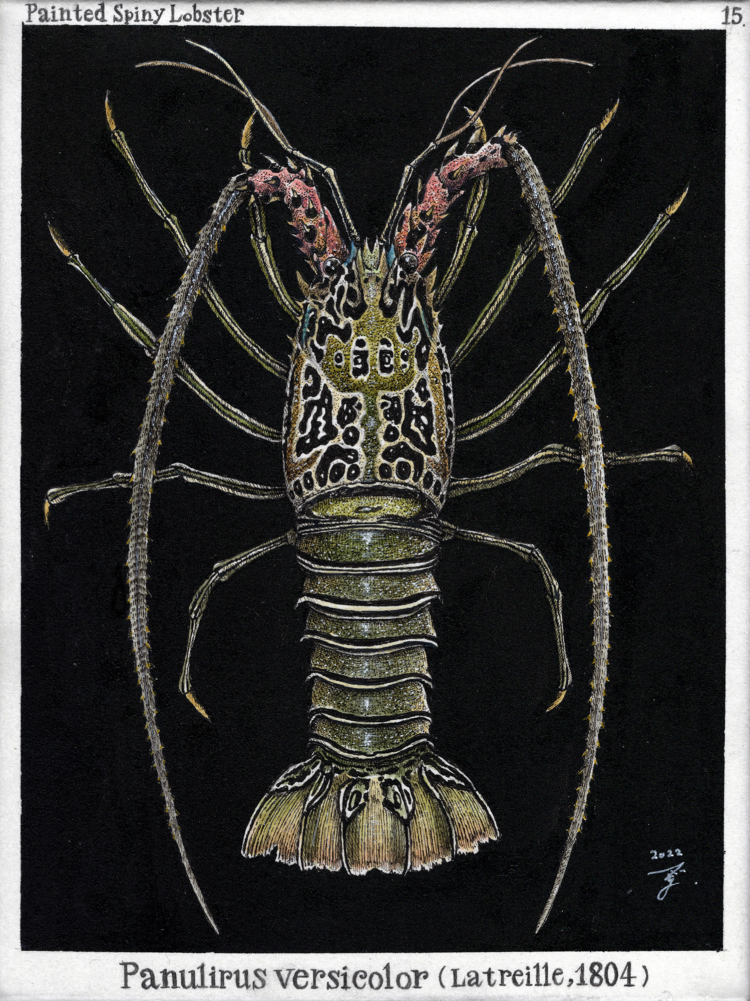 Tafel_015（五色海老） by 藤森太樹 | Art Scenes | Find and collect