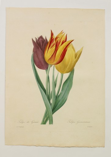 ピエール=ジョゼフ・ルドゥーテ 画集「Fairest Flowers」1987