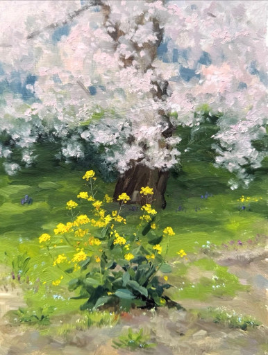 桜の麓に咲く菜の花 by 金子琢磨 | Art Scenes アートシーンズ